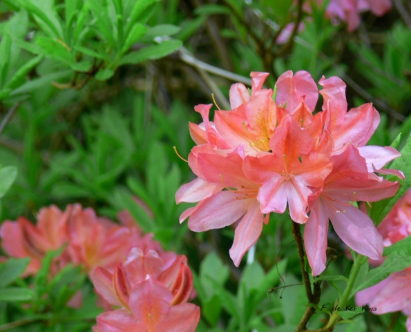 Bois des Moutiers (202) Mai 2012